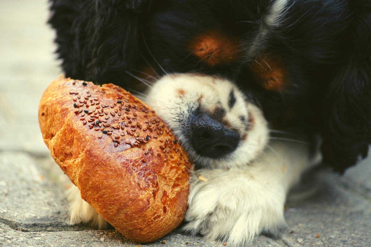 Capa Alimentos proibidos cachorros